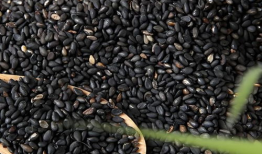 芝麻豆,营养丰富的健康食品，养生新选择